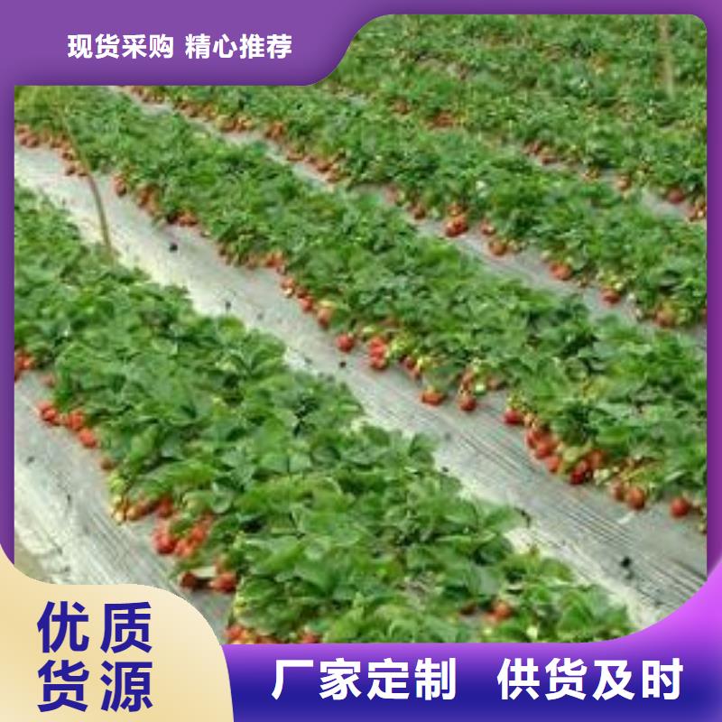 【草莓苗_蓝莓苗精工细作品质优良】
