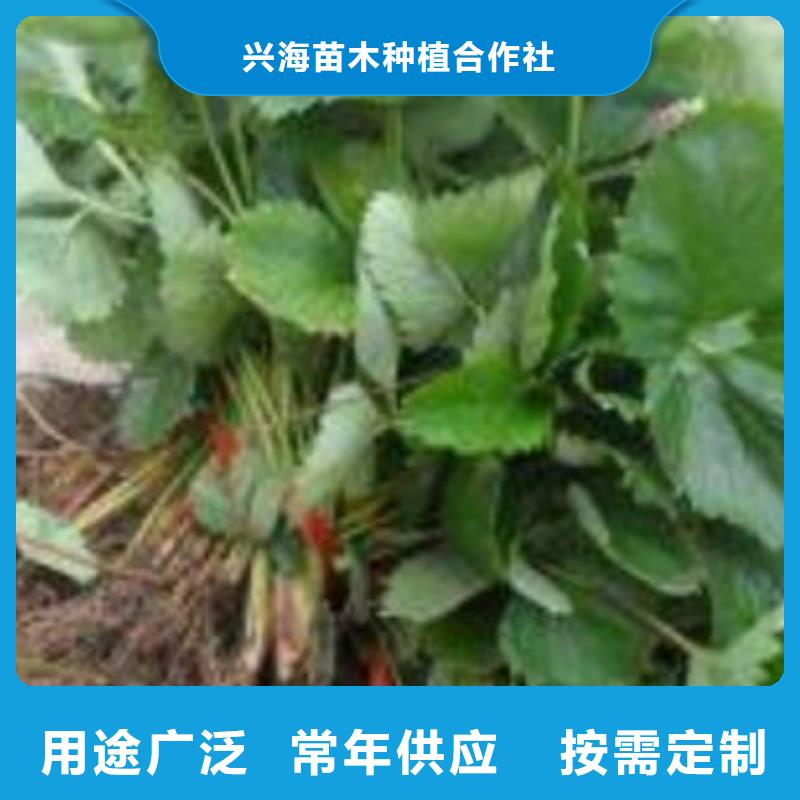 草莓苗桃树苗优质原料