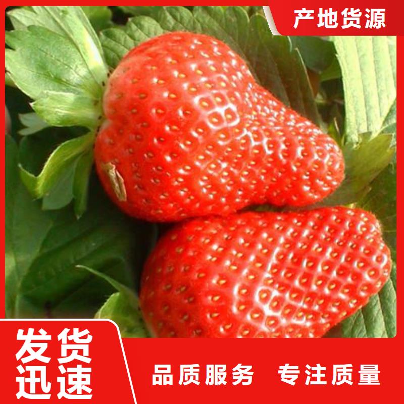 【草莓苗】桃树苗实力商家