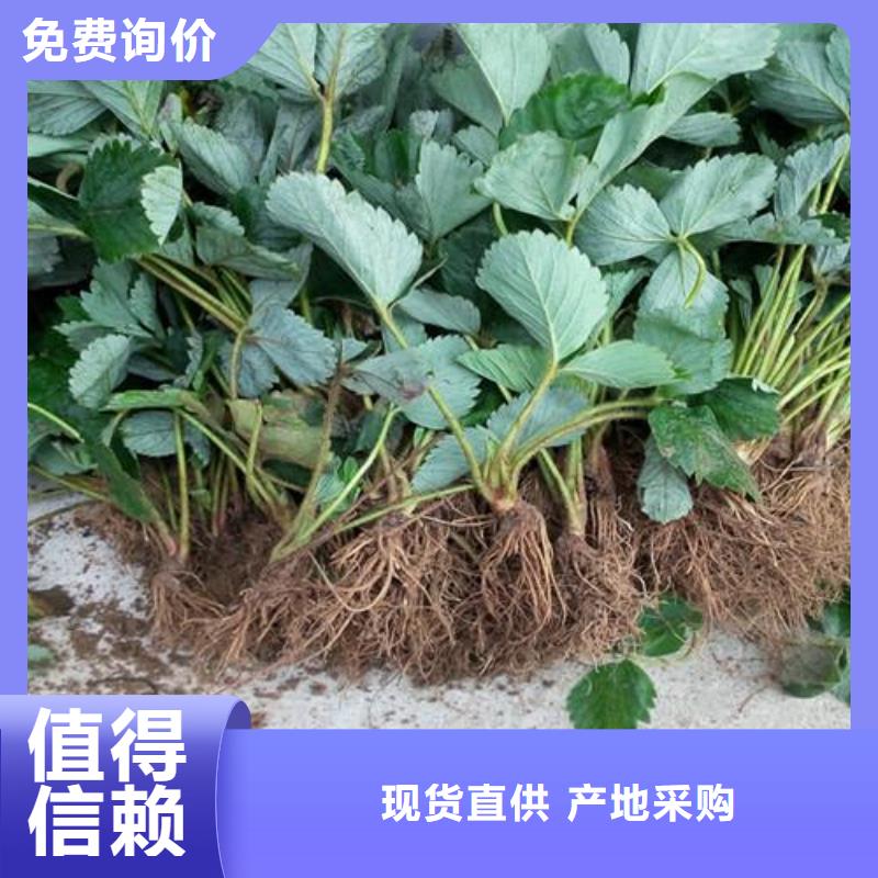 草莓苗桃树苗用心做好每一件产品