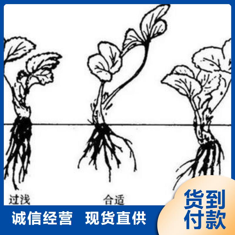草莓苗苹果苗优良工艺