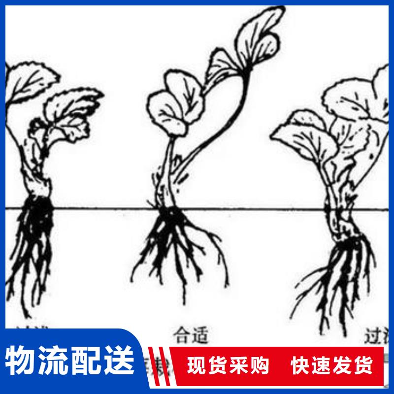 草莓苗核桃苗实拍展现