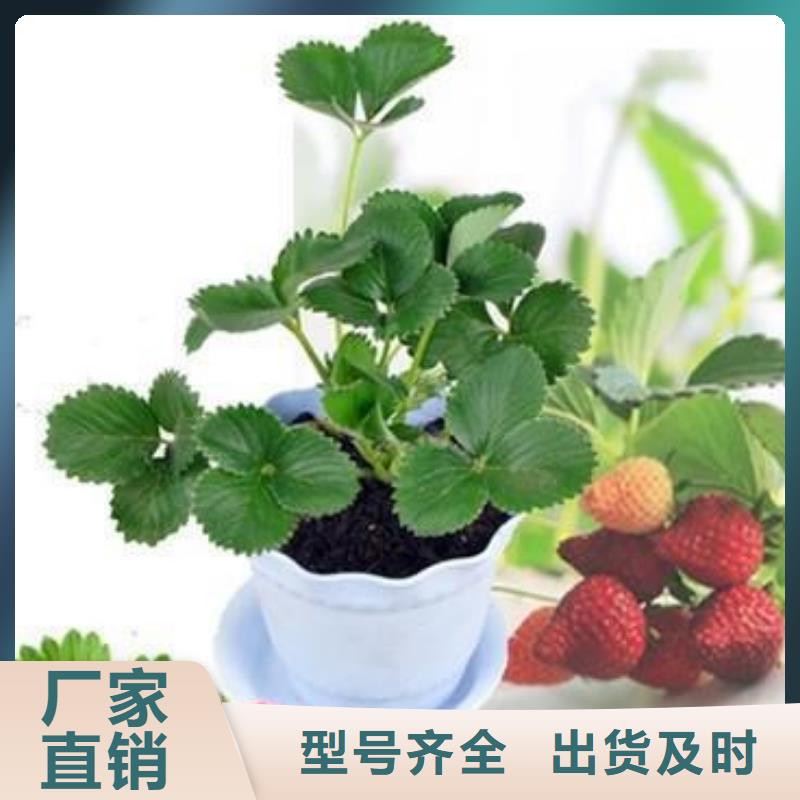 草莓苗李子苗实力大厂家