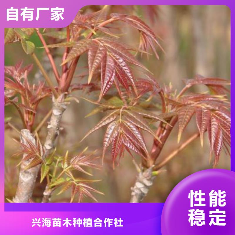 香椿苗-板栗苗N年专注