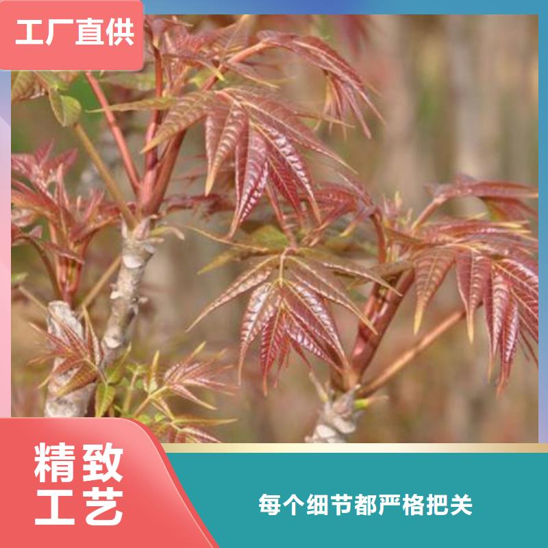 【香椿苗】蓝莓苗实力厂家直销