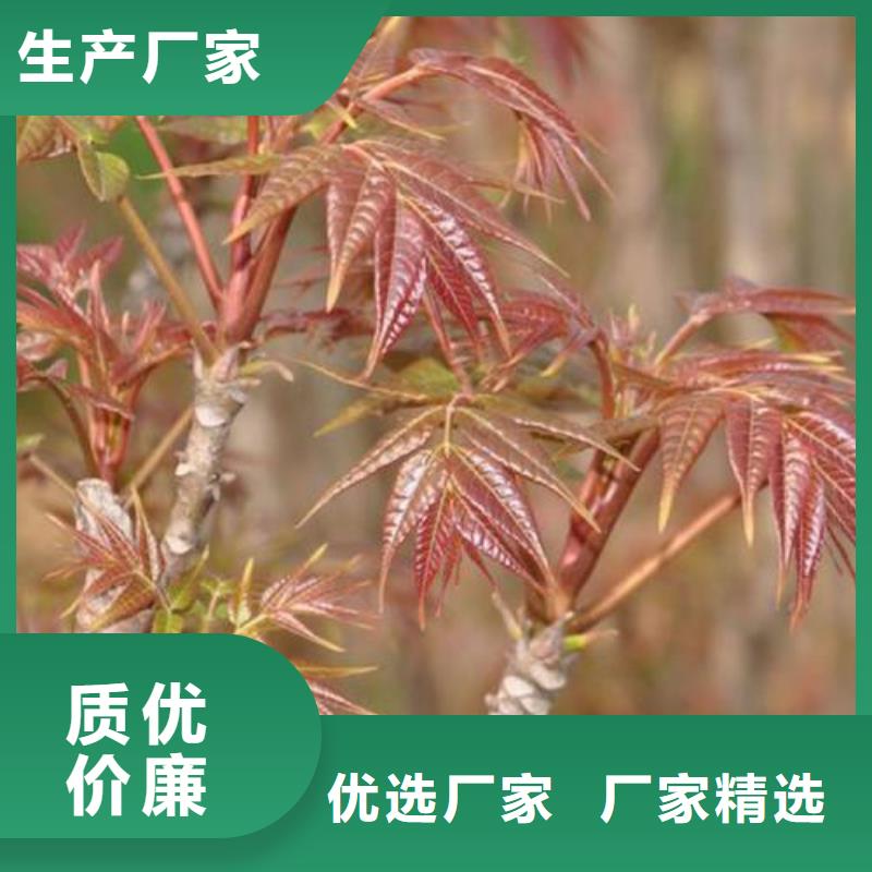 香椿苗板栗苗实力大厂家
