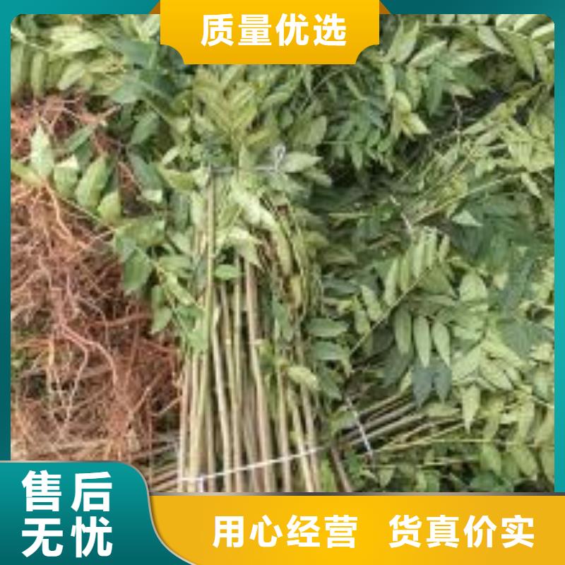 香椿苗蓝莓苗品质优选