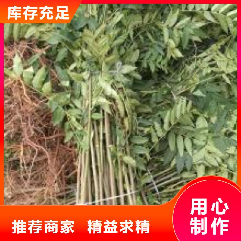 香椿苗,核桃苗认准大品牌厂家