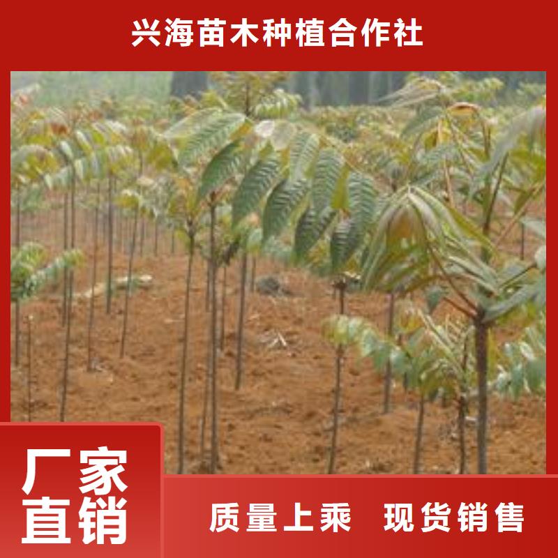 香椿苗核桃苗厂诚信经营