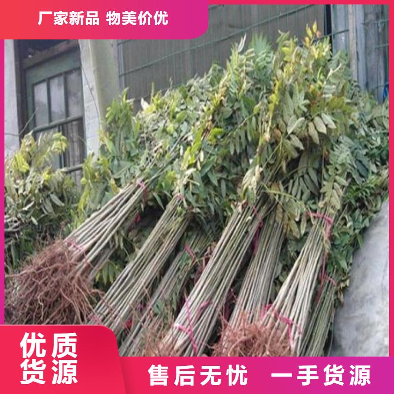 香椿苗桃树苗厂家实力大