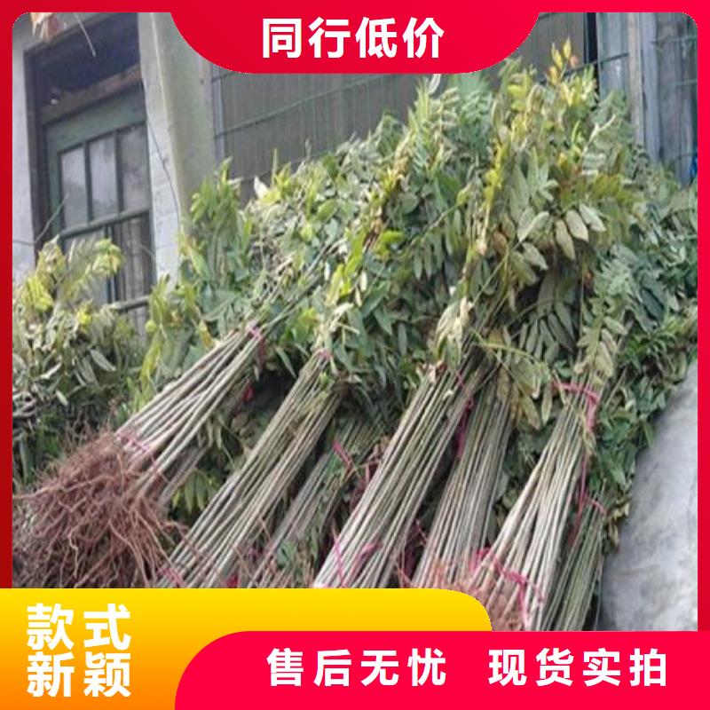 香椿苗_桃树苗物流配货上门
