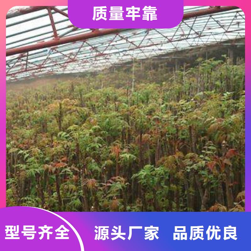 香椿苗【桃树苗】精心