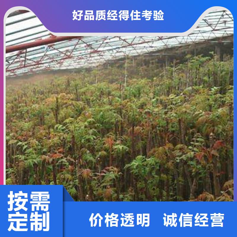 香椿苗【山楂苗】实力厂商