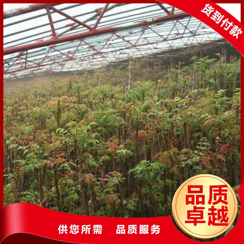 香椿苗山楂苗批发供应