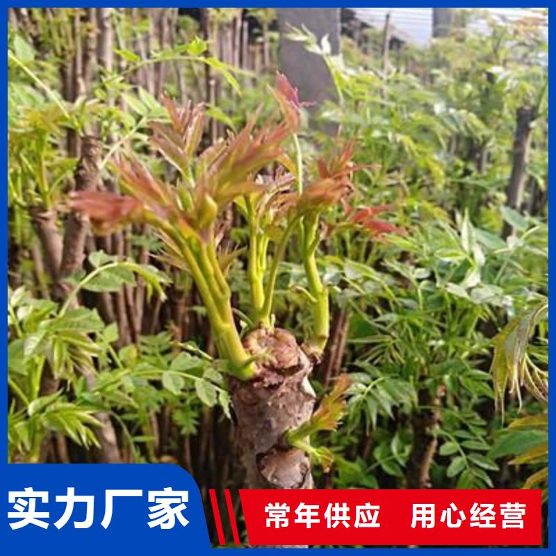 香椿苗【山楂苗】实力厂商