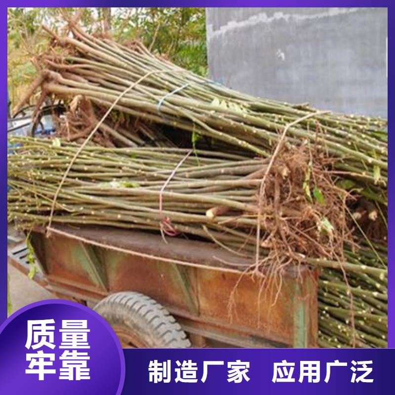 香椿苗桃树苗大品牌值得信赖