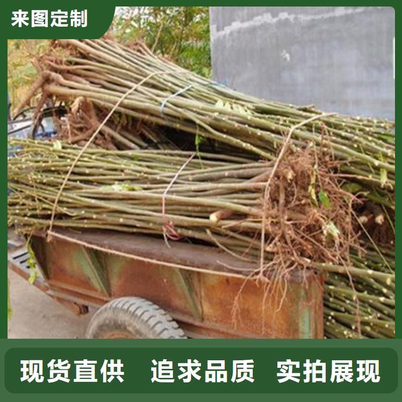 【香椿苗】蓝莓苗好产品有口碑