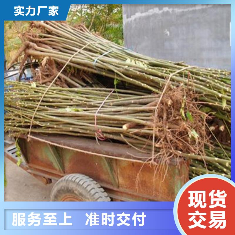 香椿苗-梨树苗源头厂家直销