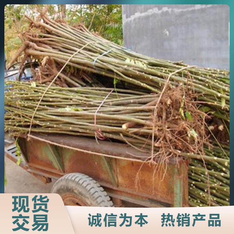 香椿苗桃树苗产品优良