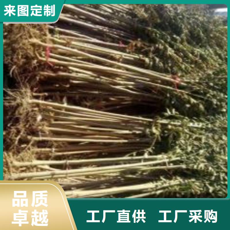 香椿苗-苹果苗敢与同行比价格