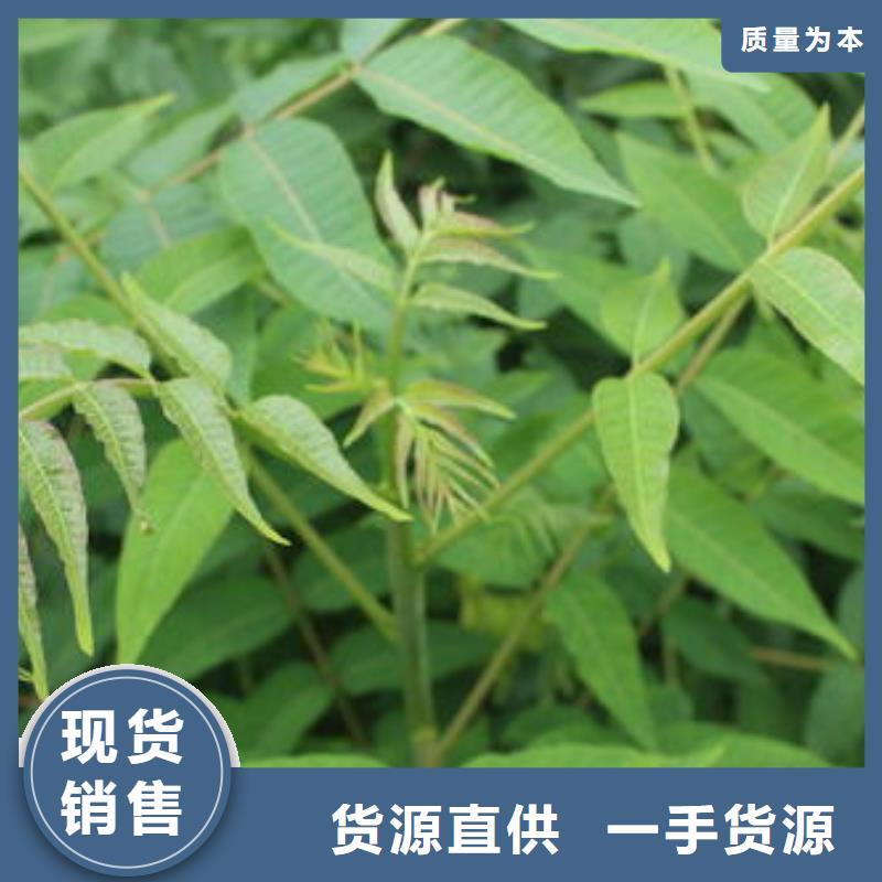 香椿苗板栗苗实力大厂家
