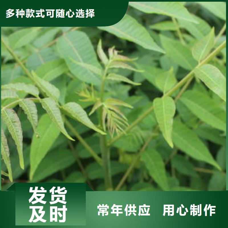 香椿苗,梨树苗拥有核心技术优势