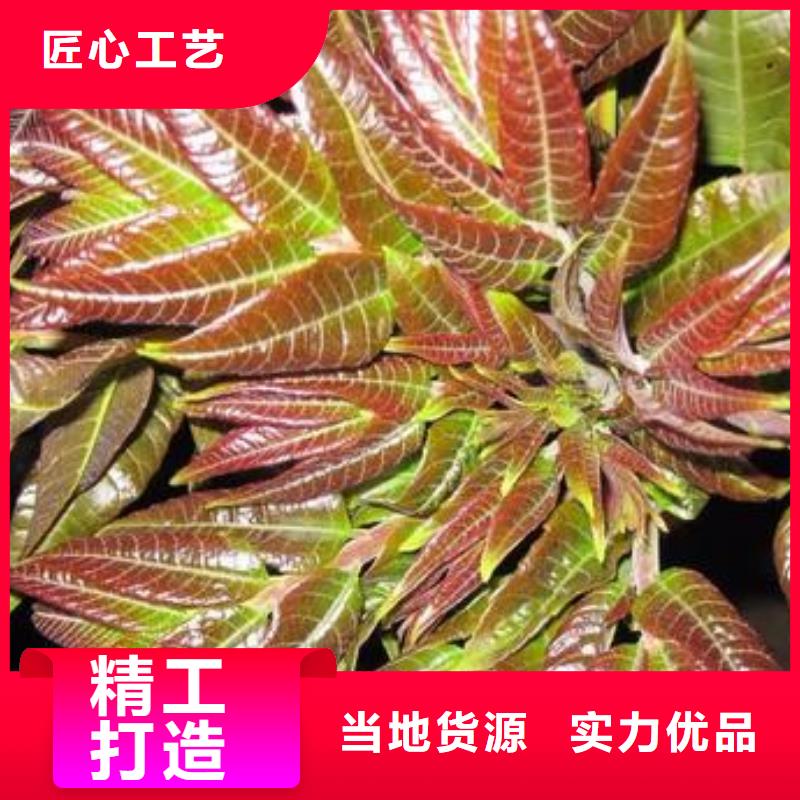 香椿苗板栗苗追求品质