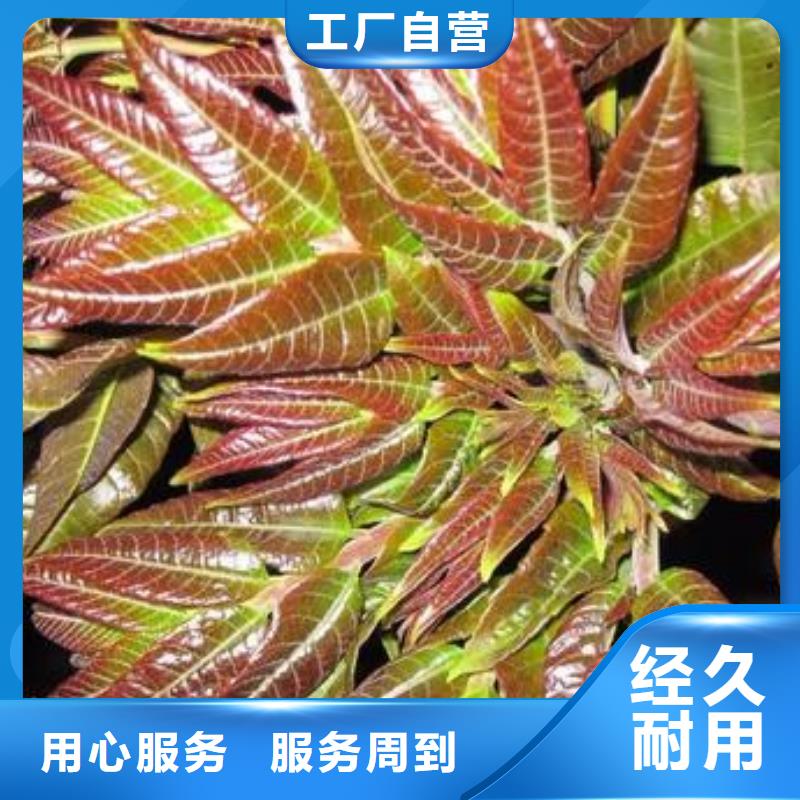 香椿苗苹果苗自营品质有保障