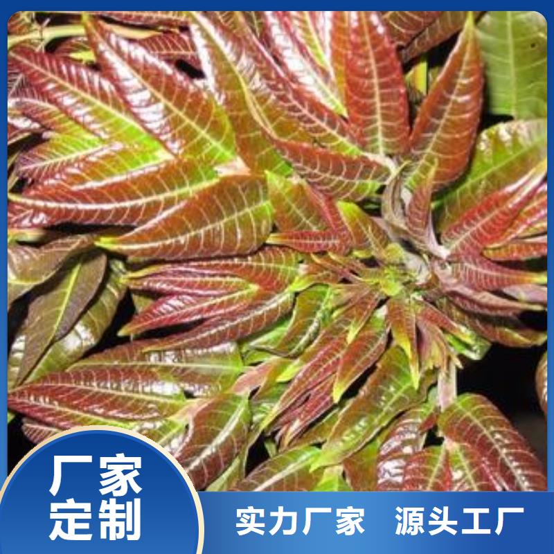 【香椿苗蓝莓苗量少也做】