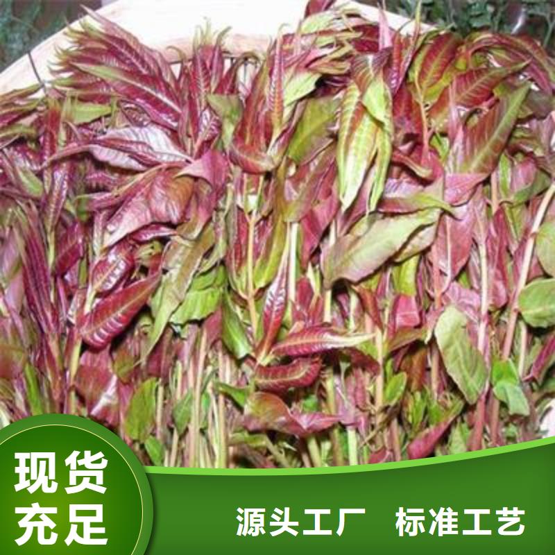 香椿苗核桃苗厂诚信经营