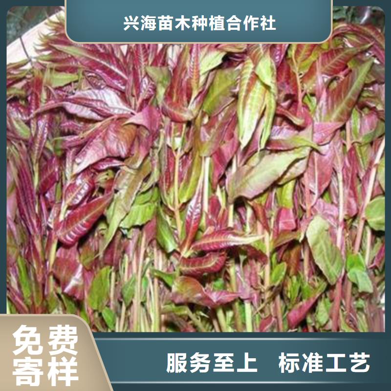 香椿苗山楂苗批发供应