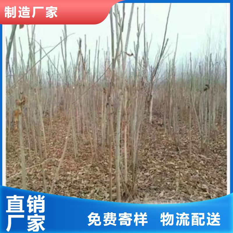 【香椿苗】蓝莓苗好产品有口碑
