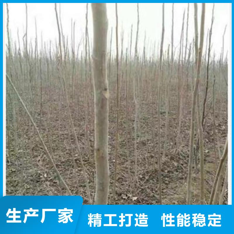 香椿苗-板栗苗N年专注