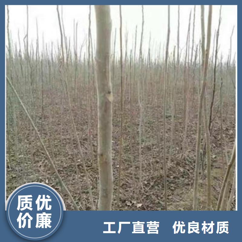 香椿苗桃树苗厂家实力大