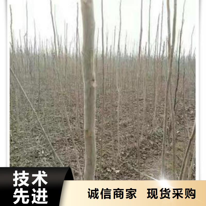香椿苗蓝莓苗品种全