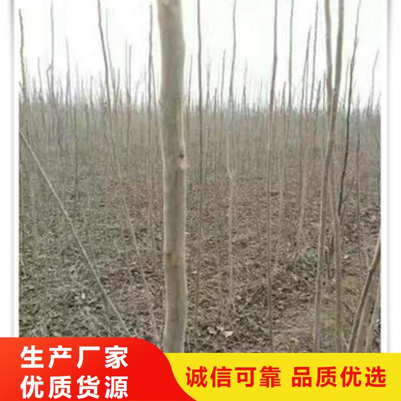 香椿苗山楂苗批发供应