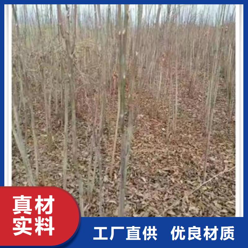 香椿苗-板栗苗N年专注