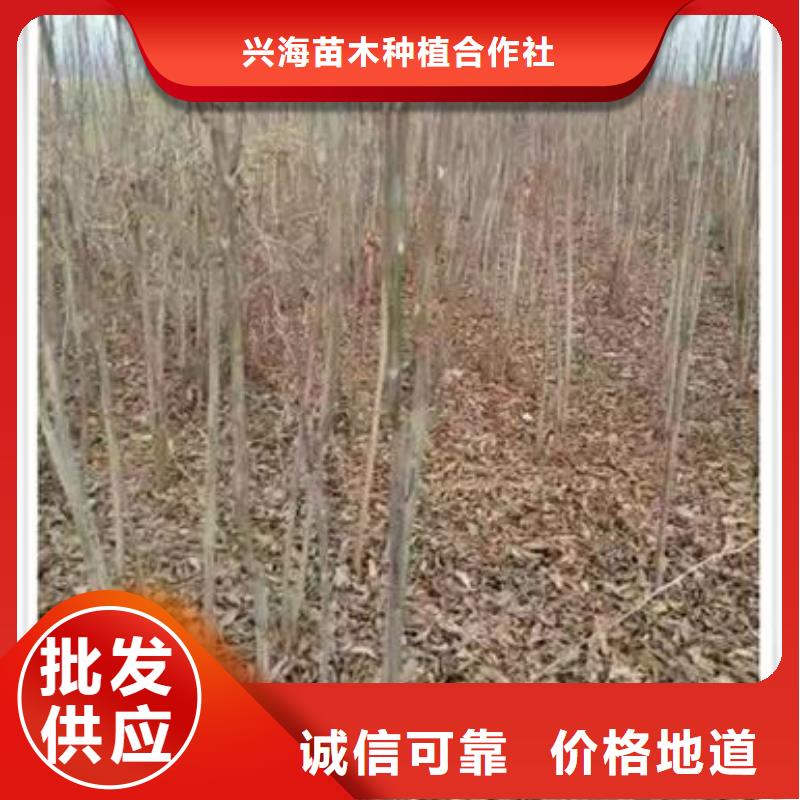 香椿苗桃树苗产品优良