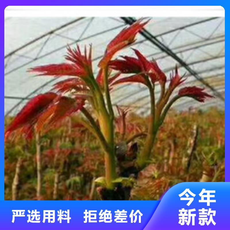 香椿苗蓝莓苗当日价格