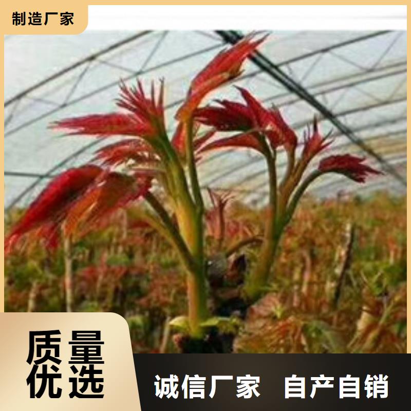 香椿苗【山楂苗】应用广泛