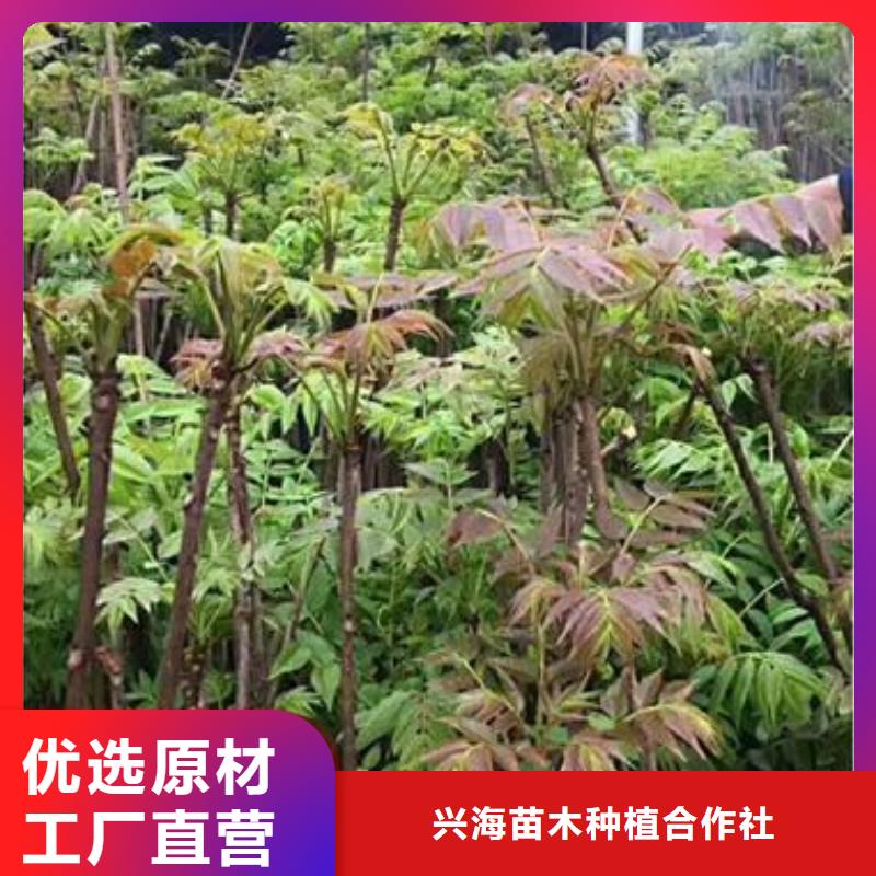 香椿苗核桃苗大厂家实力看得见