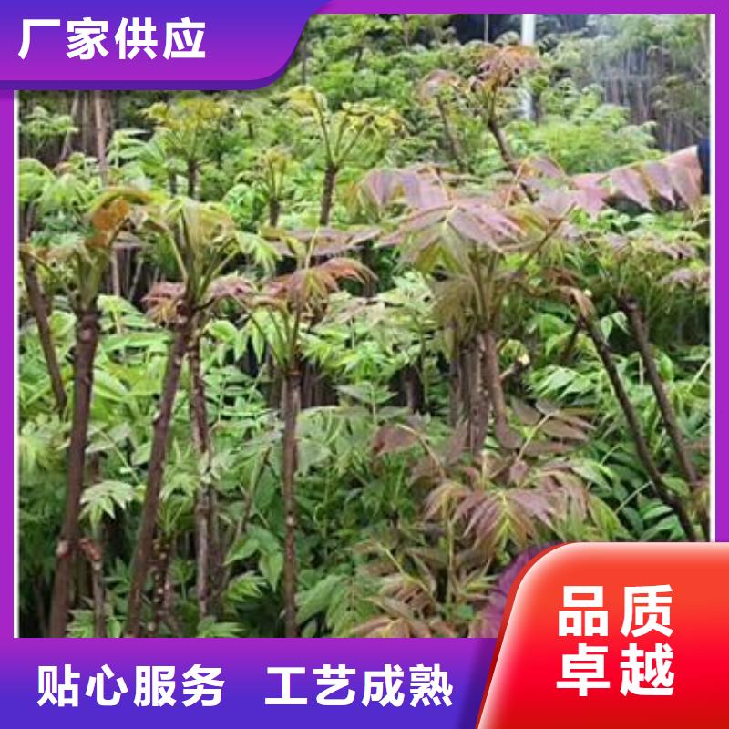 香椿苗板栗苗多种优势放心选择