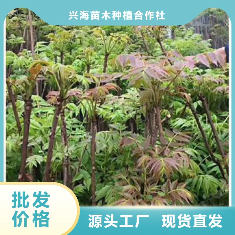 【香椿苗】蓝莓苗好产品有口碑