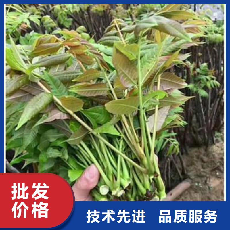 香椿苗苹果苗自营品质有保障