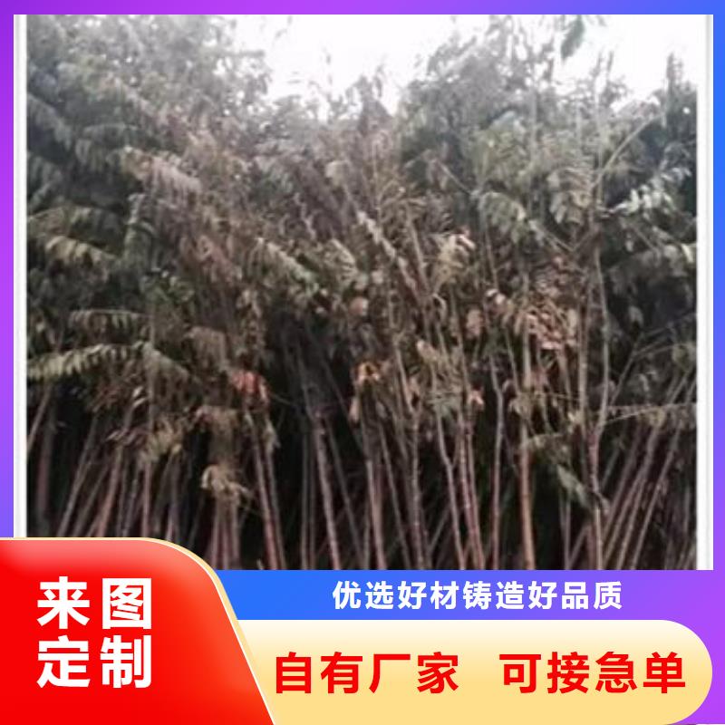 香椿苗苹果苗自营品质有保障