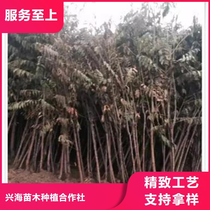 香椿苗桃树苗大品牌值得信赖