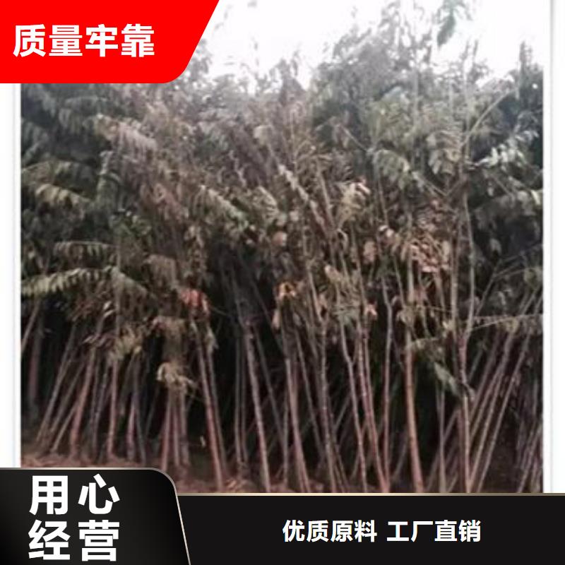香椿苗桃树苗厂家实力大