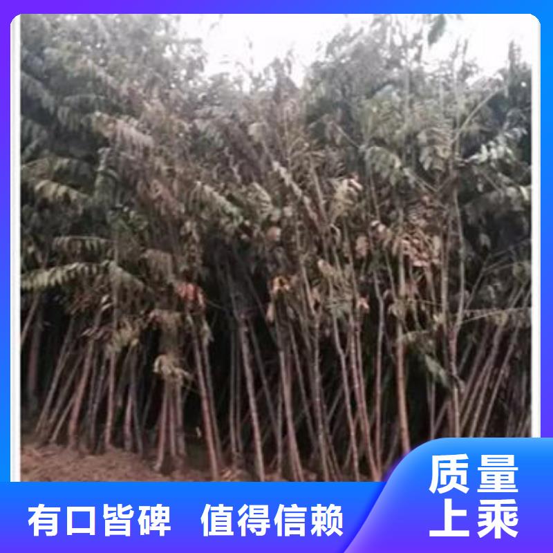 香椿苗蓝莓苗品质优选
