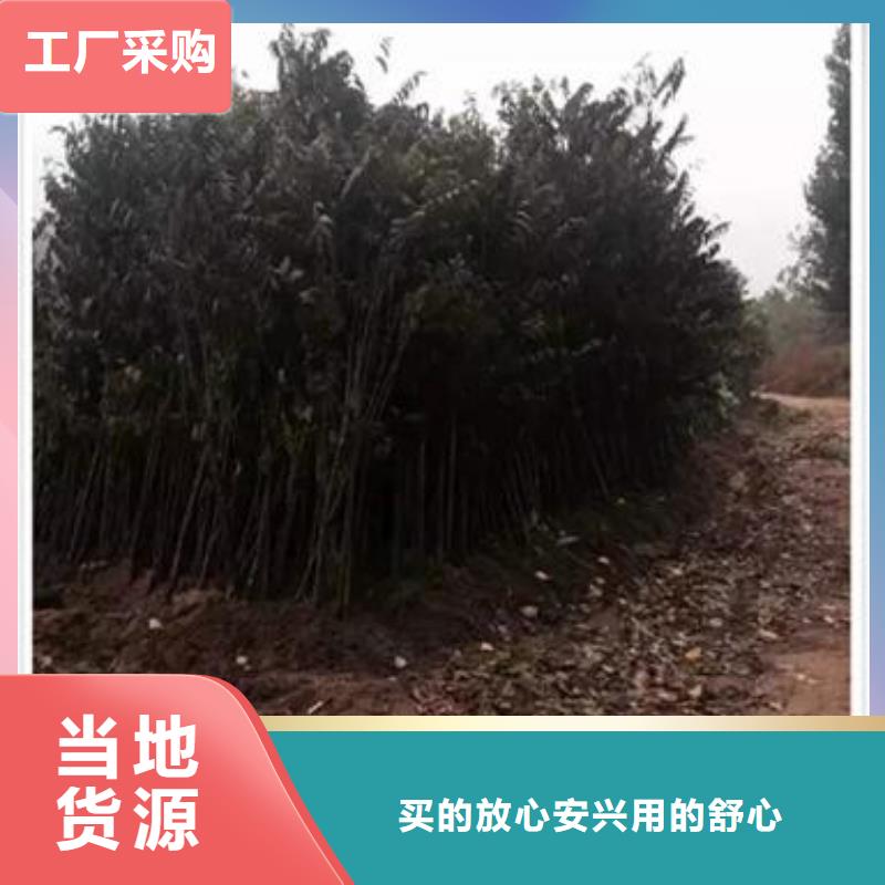 香椿苗桃树苗规格齐全实力厂家