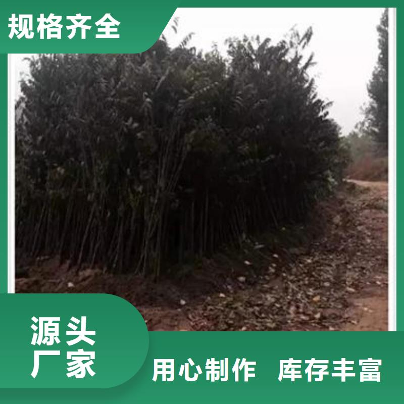 【香椿苗-蓝莓苗直销厂家】